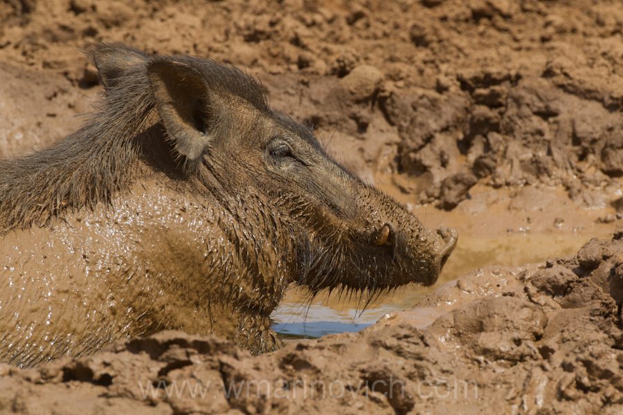 "wild-pig-boar-Yala-Marinovich-wildlife-photography"