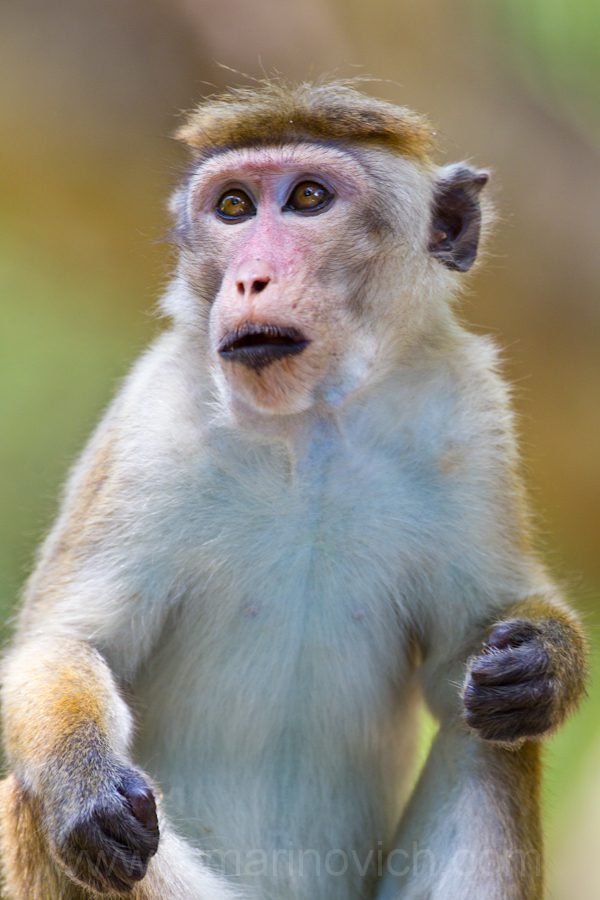 "Torque-macaque-Yala-Marinovich-wildlife-photography"