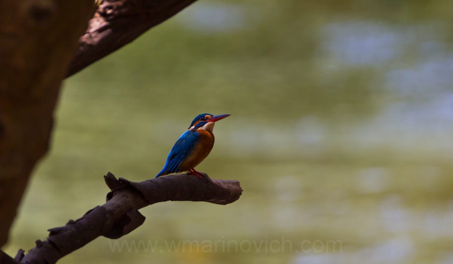 "common-kingfisher-Yala-Marinovich-wildlife-photography"