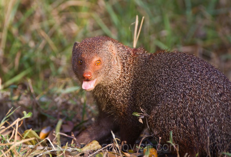 "ruddy-mongoose-Yala-Marinovich-wildlife-photography"