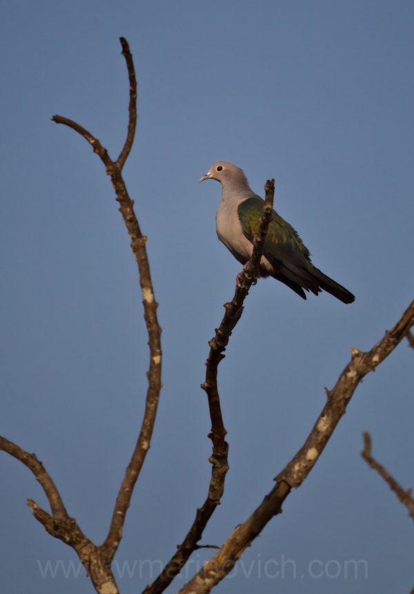 "green-imperial-pigeon-Yala-Marinovich-wildlife-photography"