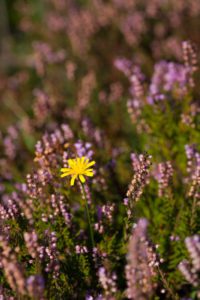 "FLower in the heather - Marinovich Photography"