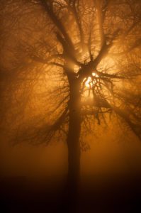 "sun rays in the treed - Marinovich Photography"