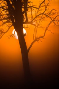 "Green woodpecker on a tree - Marinovich Photography"