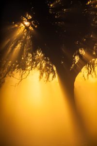 "sunbeams in the mist- Marinovich Photography"