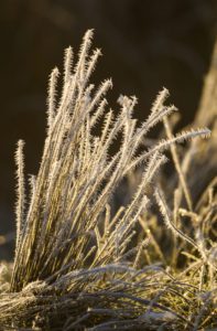"hoare frost in the UK - Marinovich Photography"