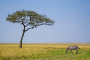 "Masai Mara in kenya - Marinovich Photography"