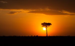 "wildebeest sunset in the masai mara - Marinovich Photography"