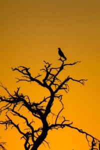 "goshawk sunset in the kalahari - Marinovich Photography"