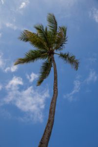 "palm tree - Marinovich Photography"