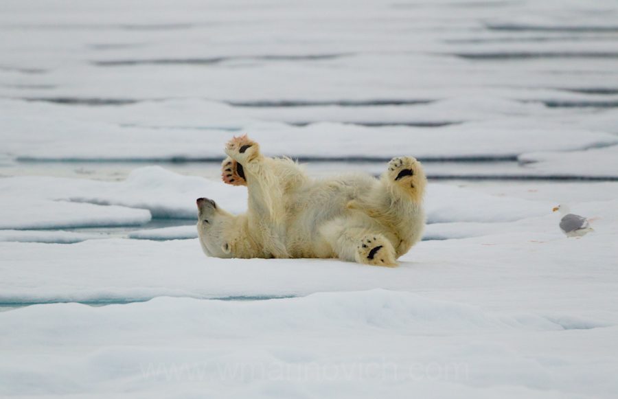 "Polar Bear - Svalbard - Marinovich Wildlife Photography”