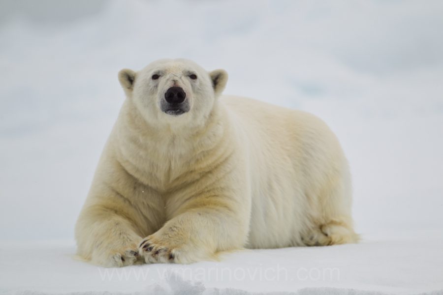"Encounter with a Polar Bear - Marinovich Photography”