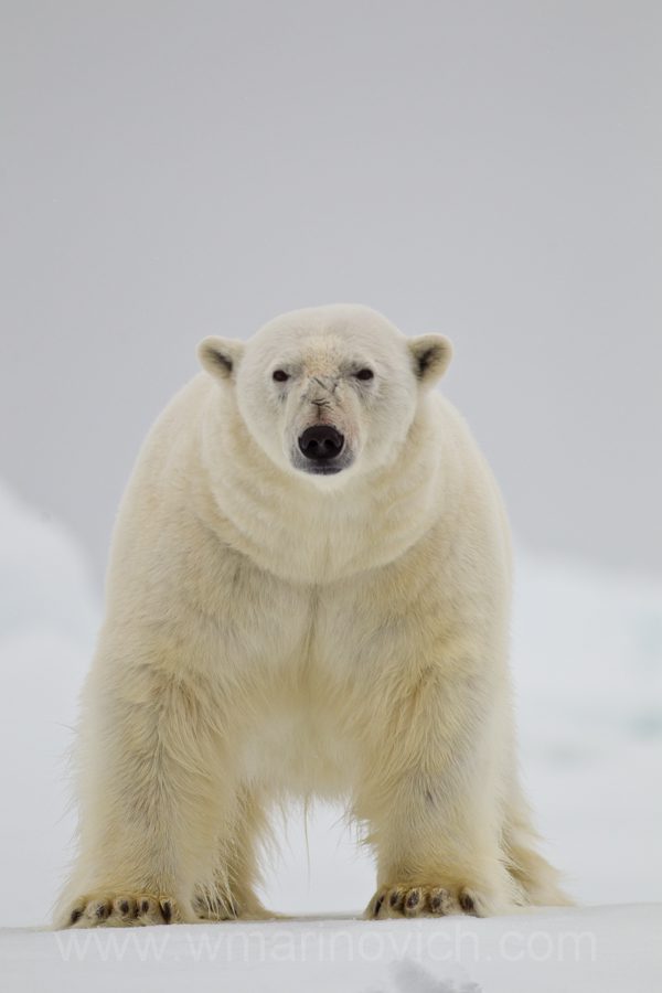 "Polar Bear - Svalbard - Marinovich Photography”