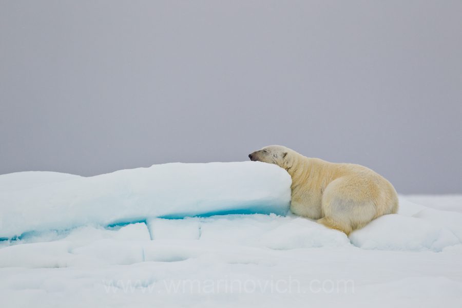 "Polar Bear sleeping - Marinovich Photography”