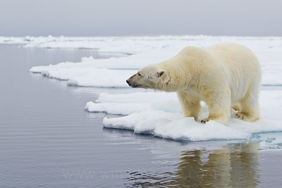 "Polar Bear - Svalbard - Marinovich Wildlife Photography”