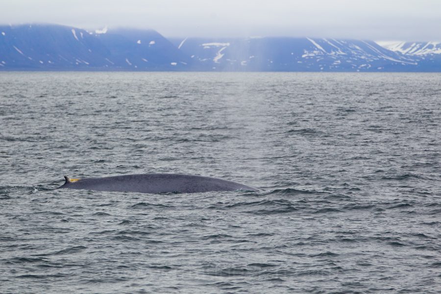  "Blue Whale - Svalbard - Marinovich Wildlife Photography"