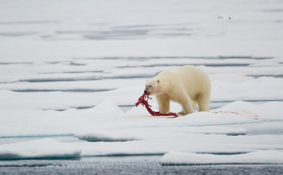  "Polar bear feeding- Svalbard - Marinovich Wildlife Photography"
