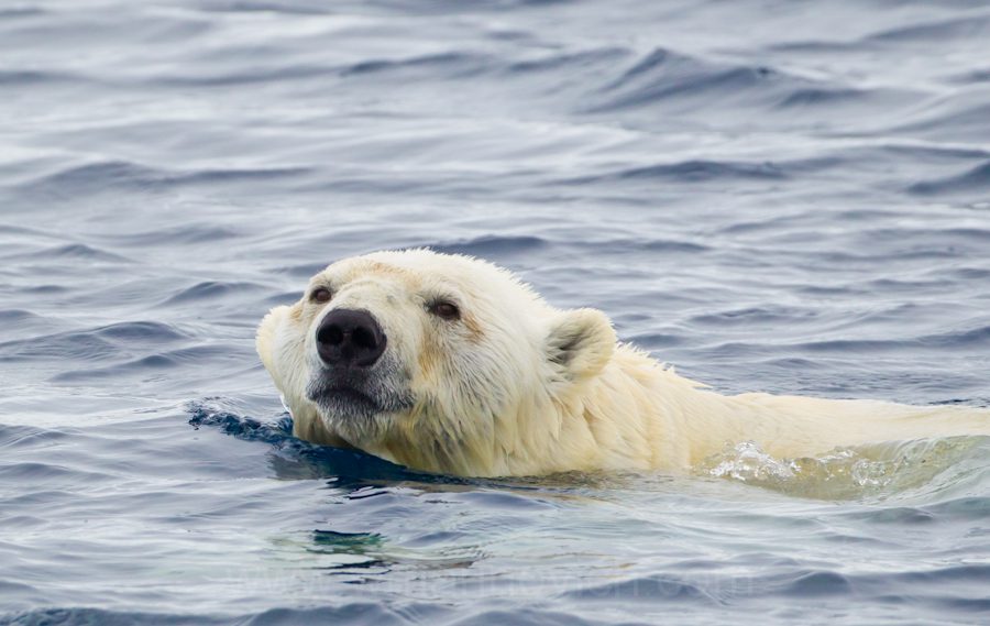  "Polar bear swimming - Svalbard - Marinovich Wildlife Photography"