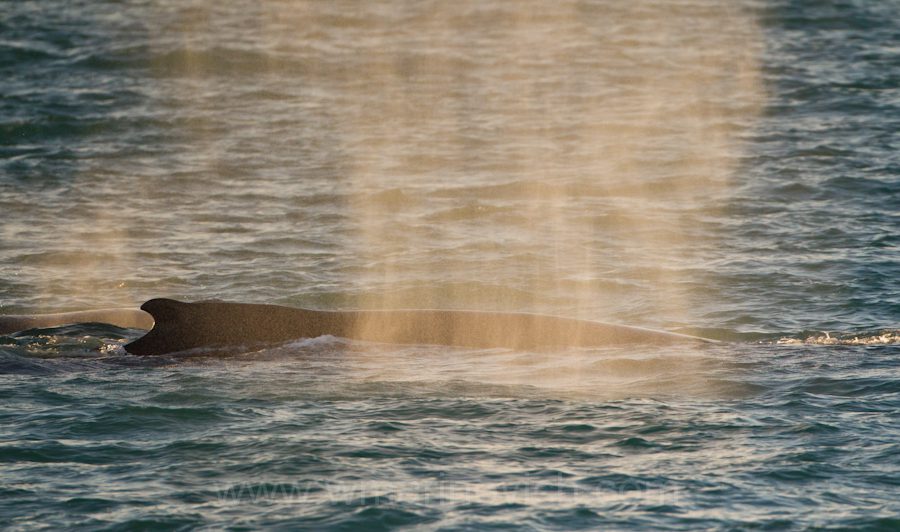 “Humpback whale hunting – Svalbard – Marinovich Wildlife Photography”