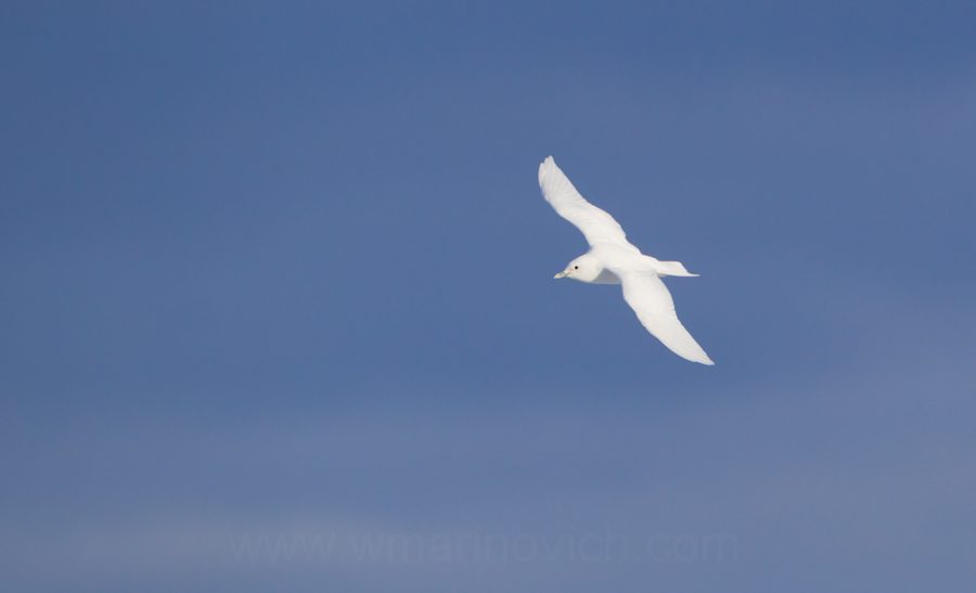  "Ivory Gull - Svalbard - Marinovich Wildlife Photography"