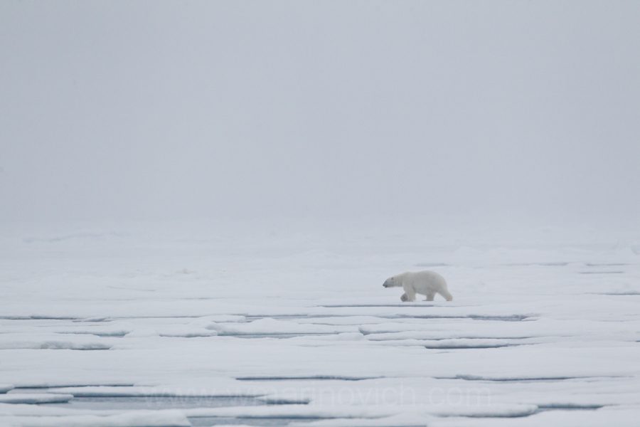  "Polar bear - Svalbard - Marinovich Wildlife Photography"