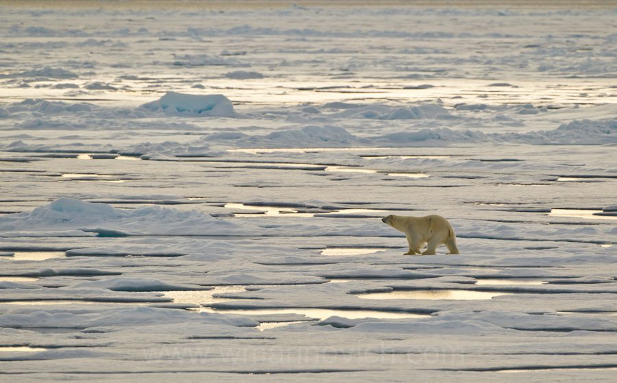 "Polar bear - Svalbard - Marinovich Wildlife Photography"