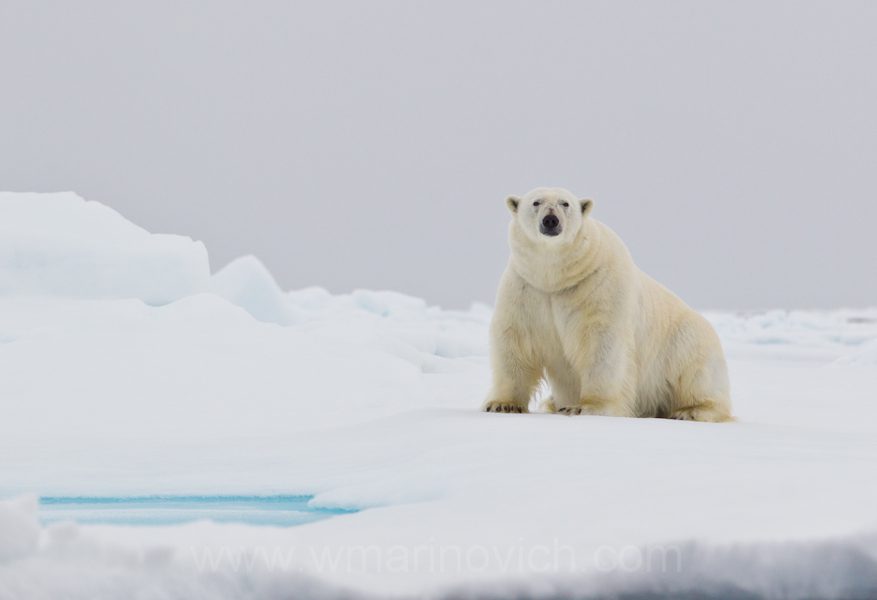 "Polar bear - Svalbard - Marinovich Wildlife Photography"