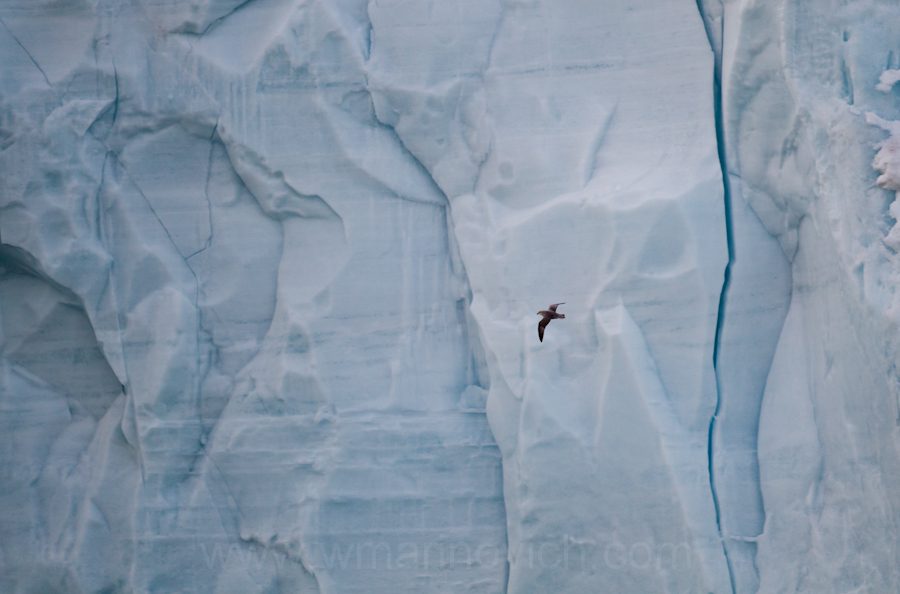"Fulmar glacier wall - Svalbard - Marinovich Wildlife Photography"