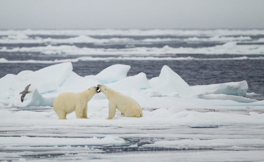 "Polar bear interaction - Svalbard - Marinovich Wildlife Photography"