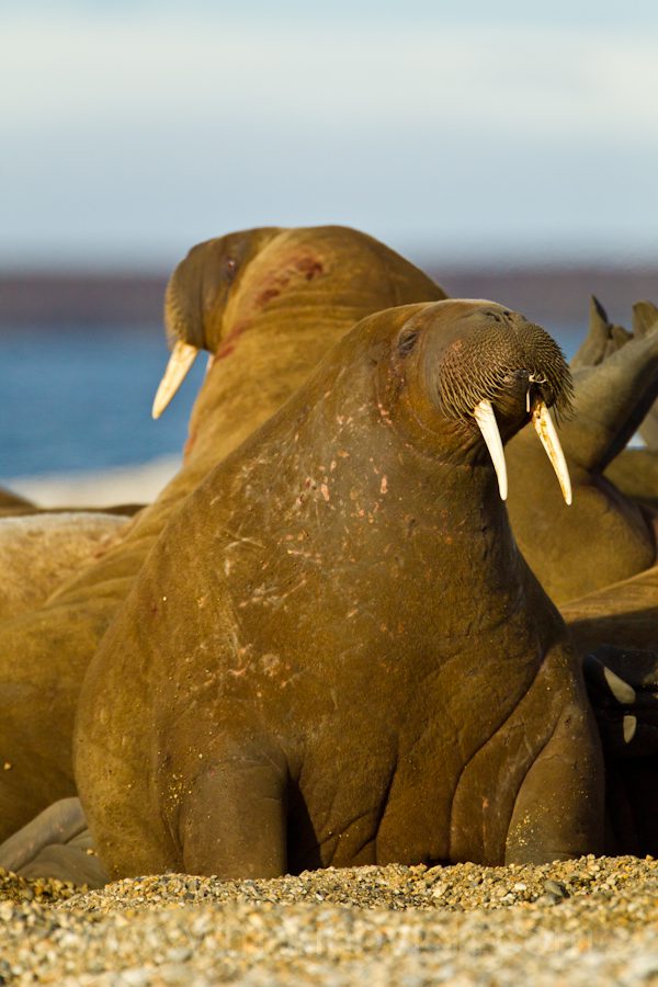 "Walrus - Svalbard - Marinovich Wildlife Photography"