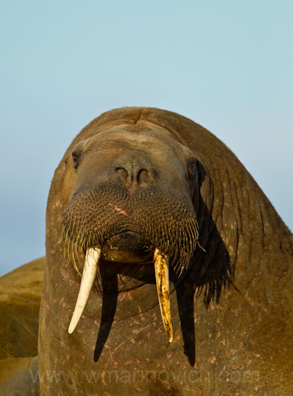 "Walrus Portrait- Svalbard - Marinovich Wildlife Photography"