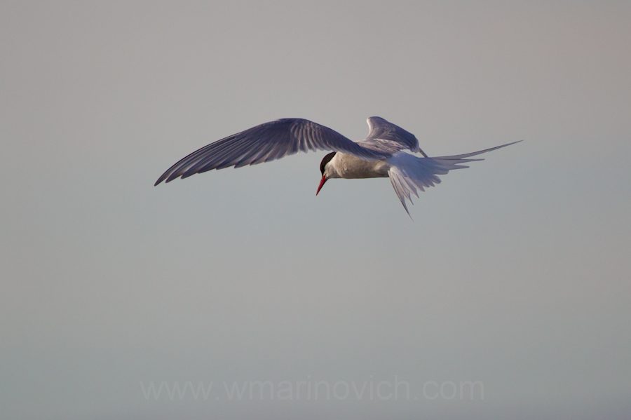 "Arctic Tern - Svalbard - Marinovich Wildlife Photography"