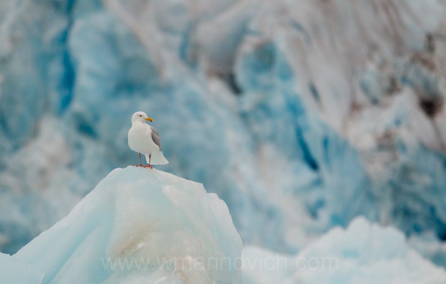 "Glaucous Gull - Svalbard - Marinovich Wildlife Photography"
