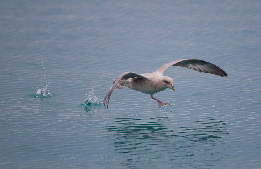 "Fulmar taking off - Svalbard - Marinovich Wildlife Photography"