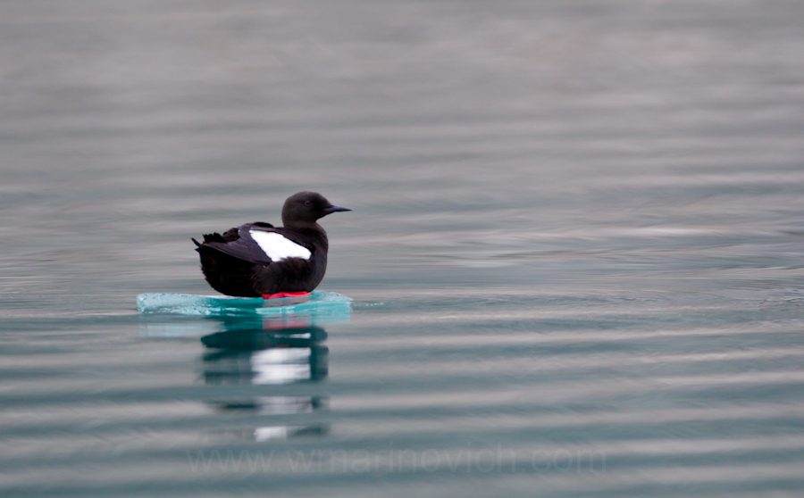 "Black Guillemot - Svalbard - Marinovich Wildlife Photography"