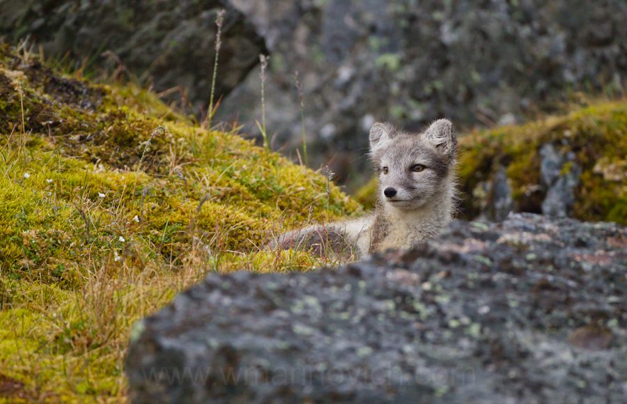 "Arctic Fox cub - Svalbard - Marinovich Wildlife Photography"