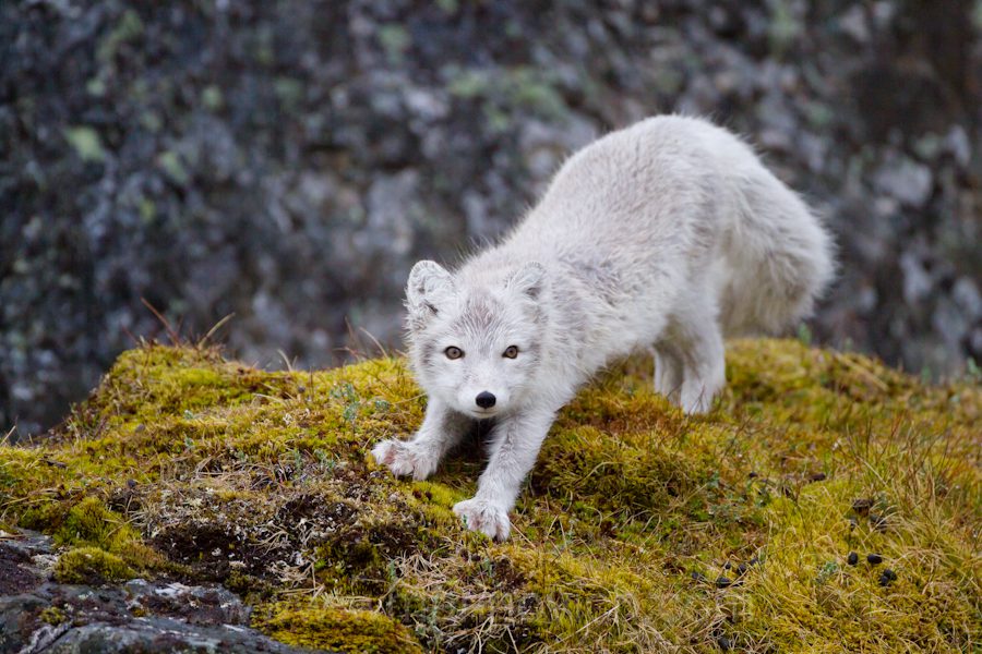 "Arctic fox adult - Svalbard - Marinovich Wildlife Photography"