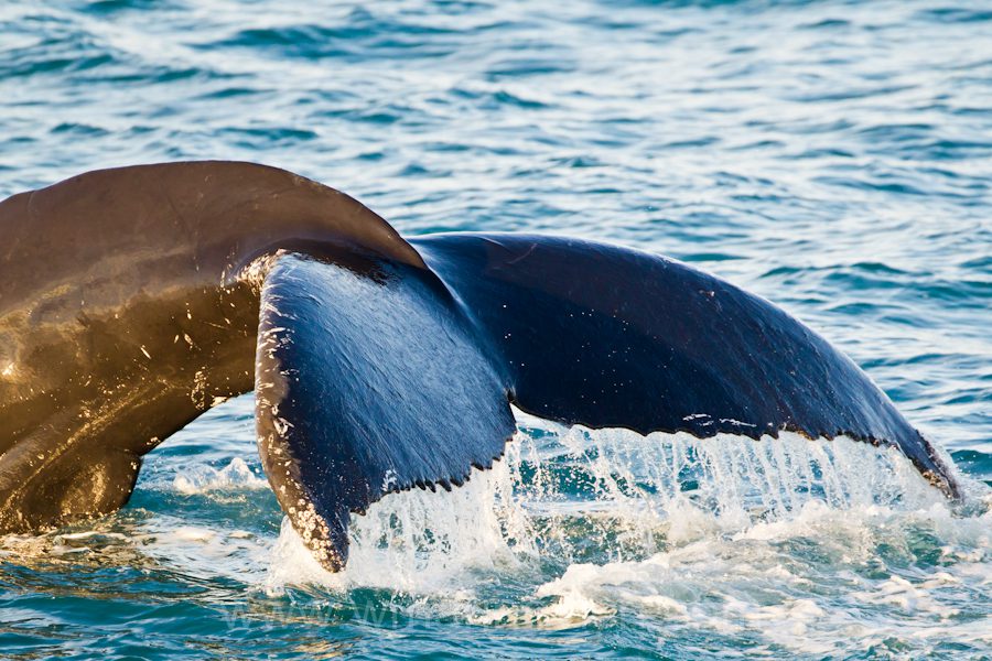 “Humpback whale hunting – Svalbard – Marinovich Wildlife Photography”