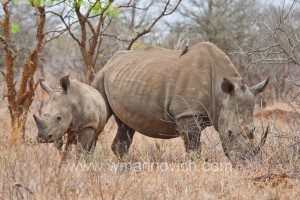 "White rhino and calf - Marinovich wildlife photography"