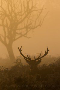 "Red deer - Bushy park - Marinovich wildlife photography"