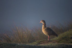 "Egyptian goose - Bushy park - Marinovich wildlife photography"