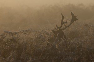 "Fallow deer - Bushy park - Marinovich wildlife photography"
