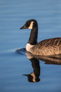"Canada goose - Bushy park - Marinovich wildlife photography"