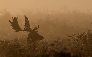 "Fallow deer - bushy park - Marinovich wildlife photography"