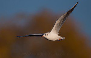 "Black-headed gull - Bushy park - Marinovich wildlife photography"