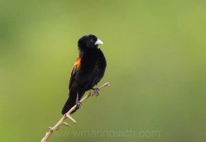 "Fan-tailed Widowbird - Marinovich Wildlife Photography"