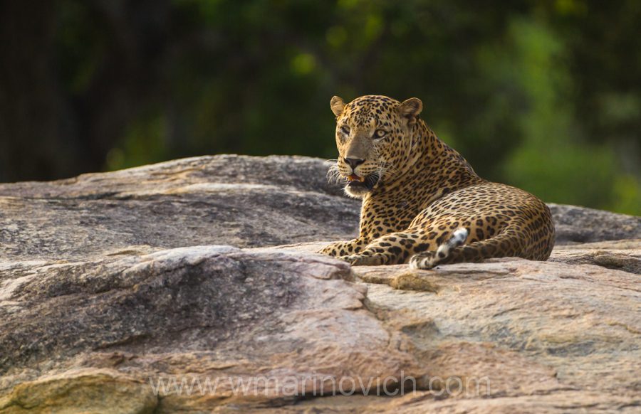 "Asian Leopard - Marinovich Wildlife Photography"