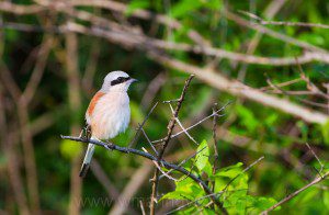 "Red-backed Shrike - Marinovich Wildlife Photography
