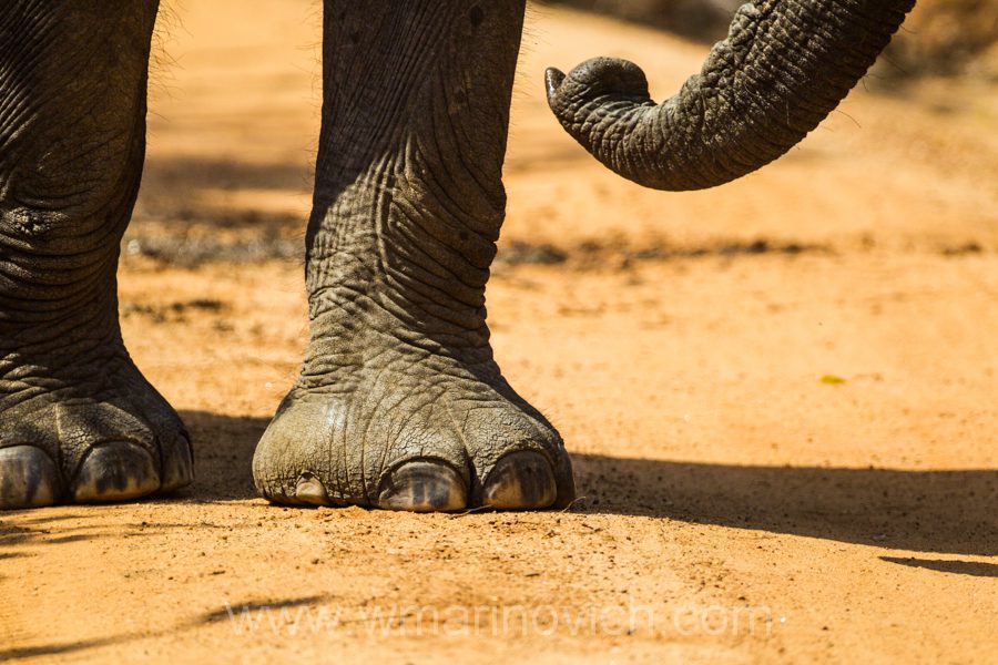 "Asian Elephant - Marinovich Wildlife Photography"