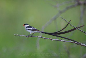 "Pin-tailed Whydah - Marinovich Wildlife Photography"
